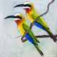 White-fronted Bee-eaters