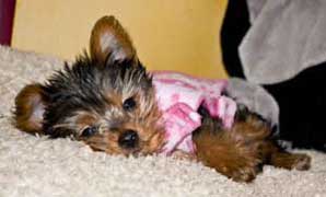 Abby about 3 months old, just being adorable.